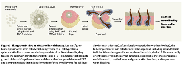 秃顶治愈有望！哈佛科学家培养出可以长出毛发的皮肤类器官