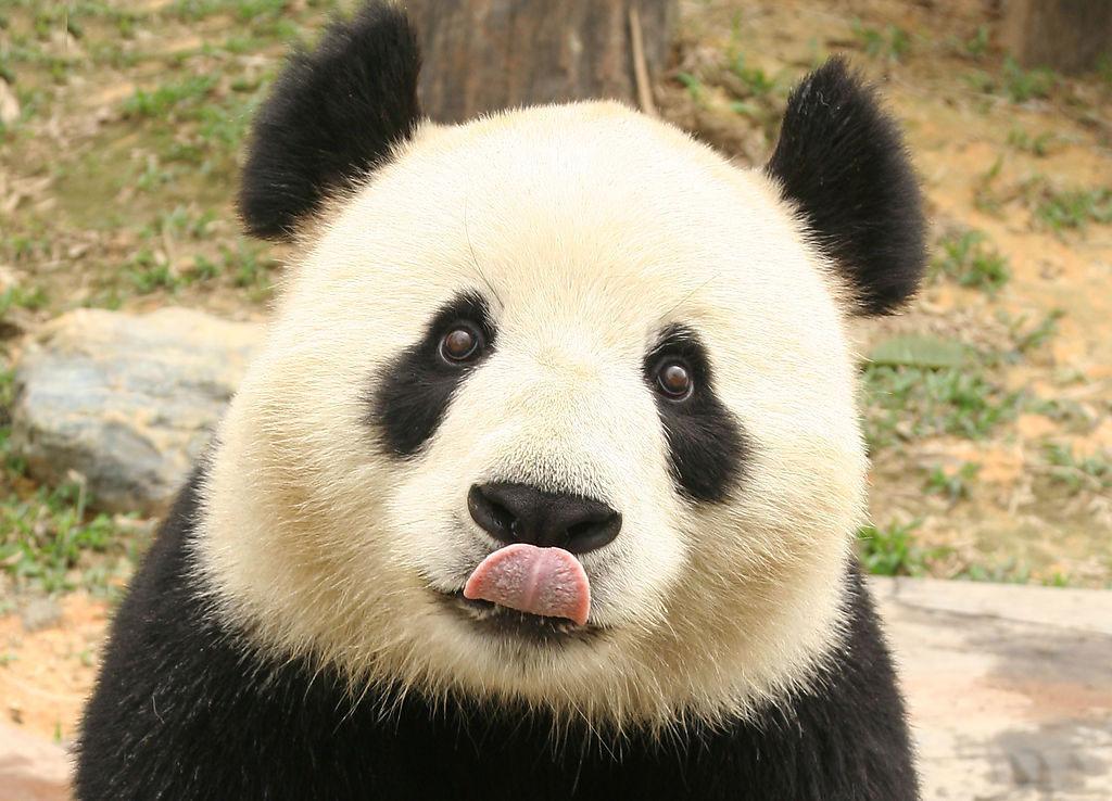 “猫脸”识别技术来了！动物面部识别已经在大熊猫国家公园成功应用
