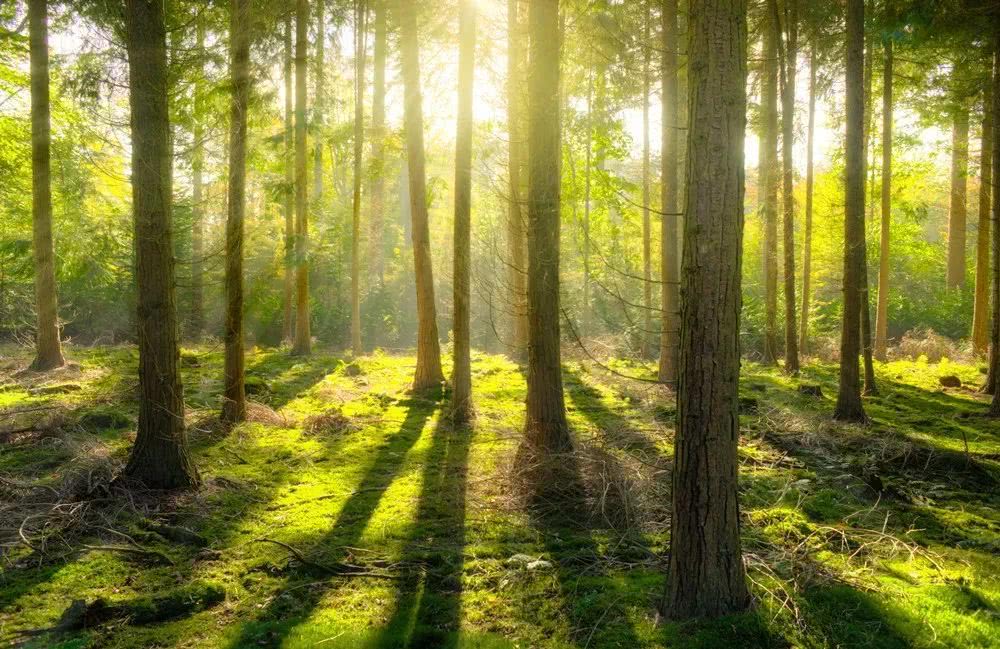 碳中和不能依赖种树，但林业碳汇是门大生意