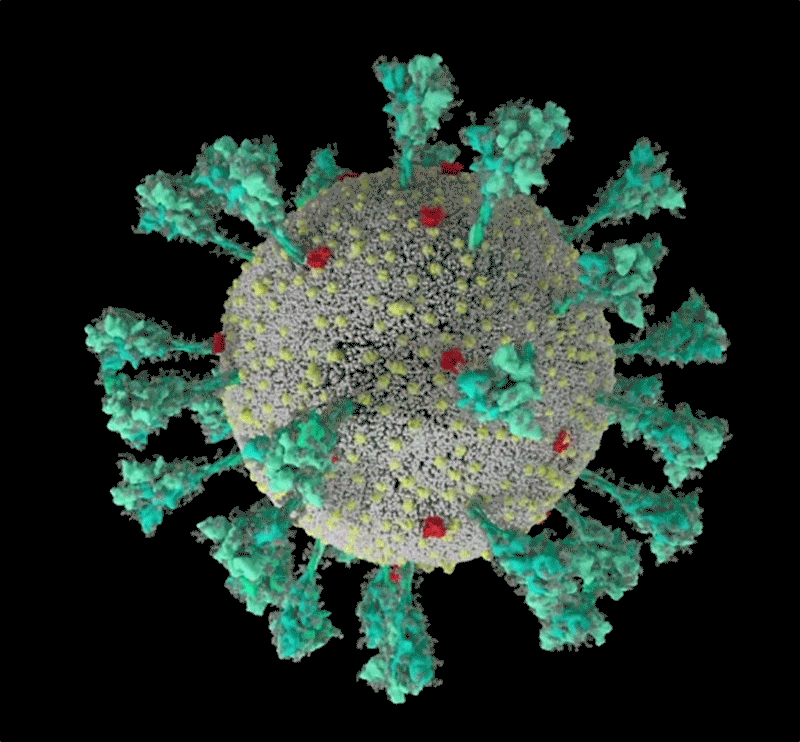新冠病毒如何感染细胞？Delta为何这么毒？|《自然》长文